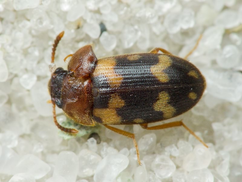 Mycetophagus piceus (Fabricius, 1777)